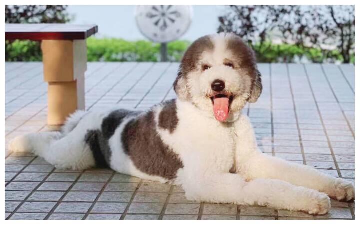 Some Popular Large Dog Breeds